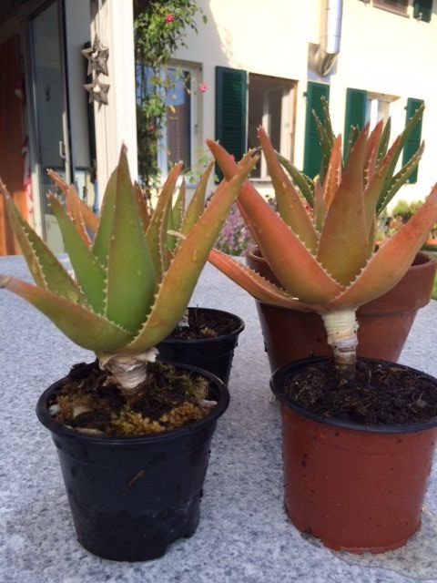 Piante & sementi: Aloe arborescens – Nuovo (secondo la descrizione) da Vinelz venduto da Wellensittich55