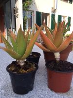 Aloe arborescens
