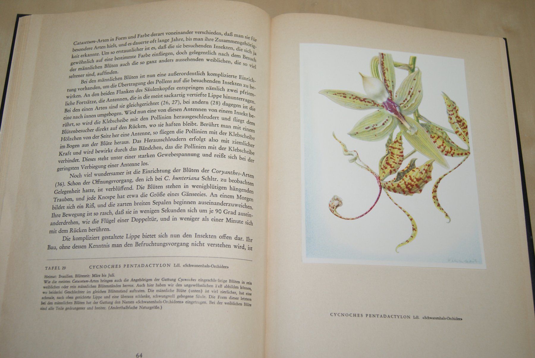 Libri: Orchideen. Silva-Bilderbuch Erste Auflage – Usato da Zürich venduto da Widi1 2