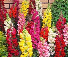 Löwenmaul  Antirrhinum Majus Maximum SNAPDRAGON  200 Samen