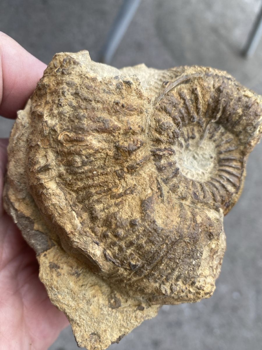 Fossili: Ammonit-Stephanoceras – Usato da Liestal venduto da Stephanoceras1 1