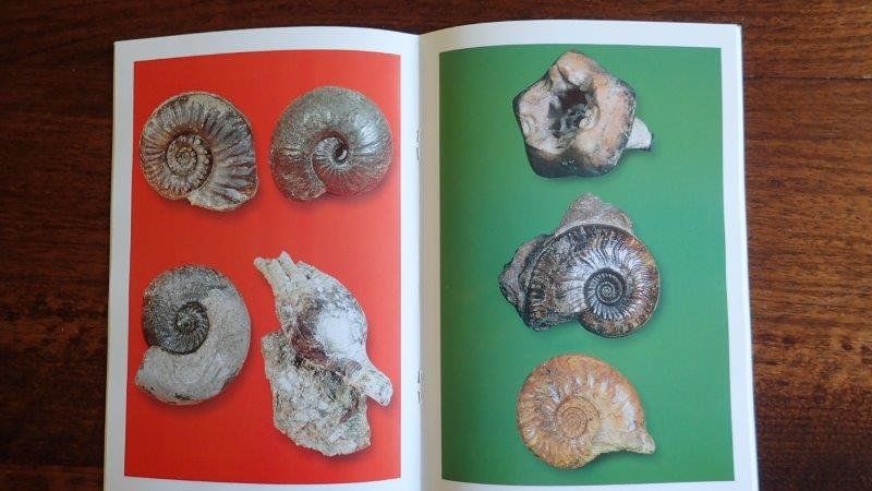Bücher: Fossilien Bücher/Hefte – Gebraucht aus Rickenbach BL von Oktober68 4