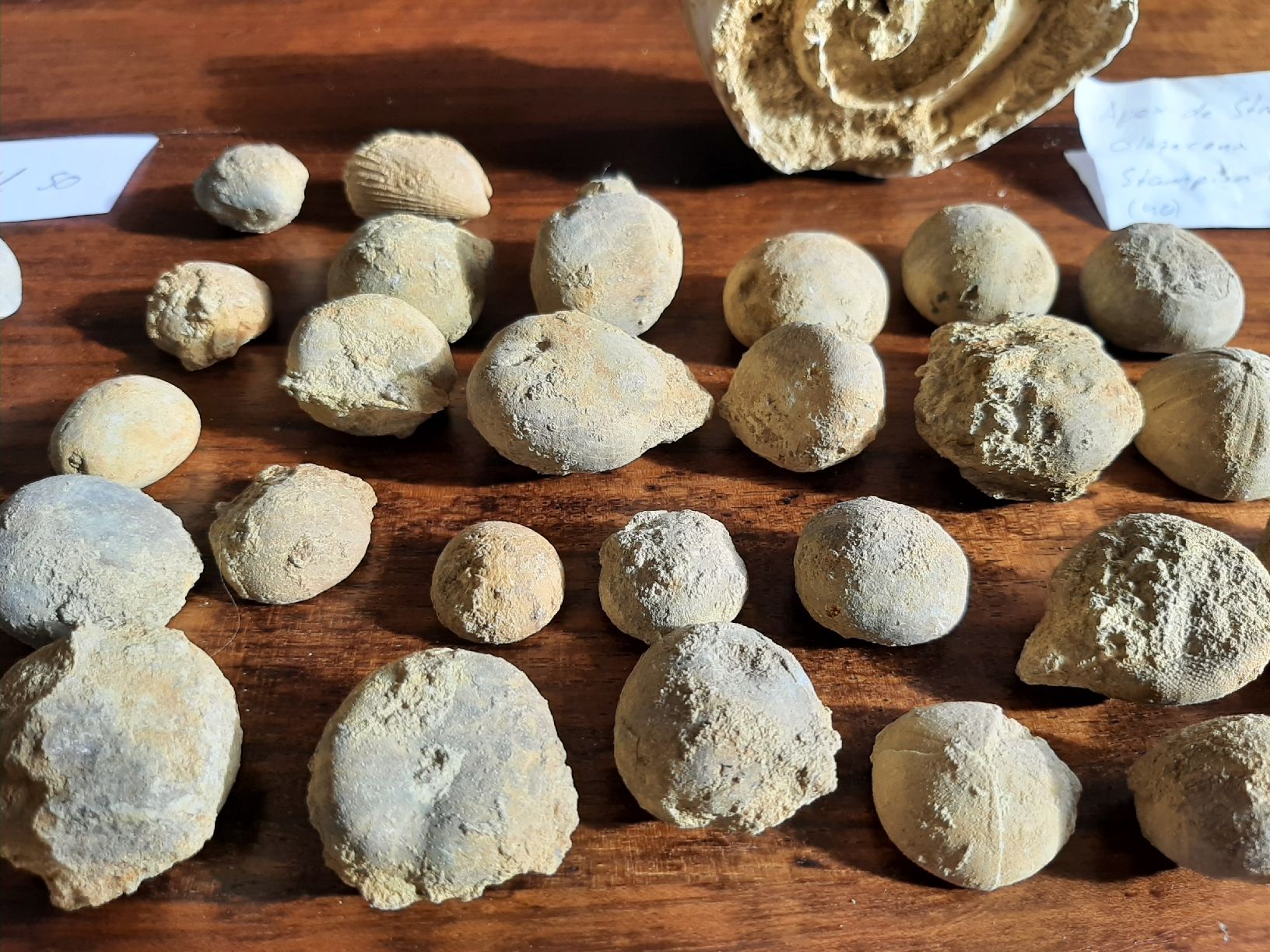 Fossili: Kleine Fossilien Sammlung – Usato da Rickenbach BL venduto da Oktober68 9