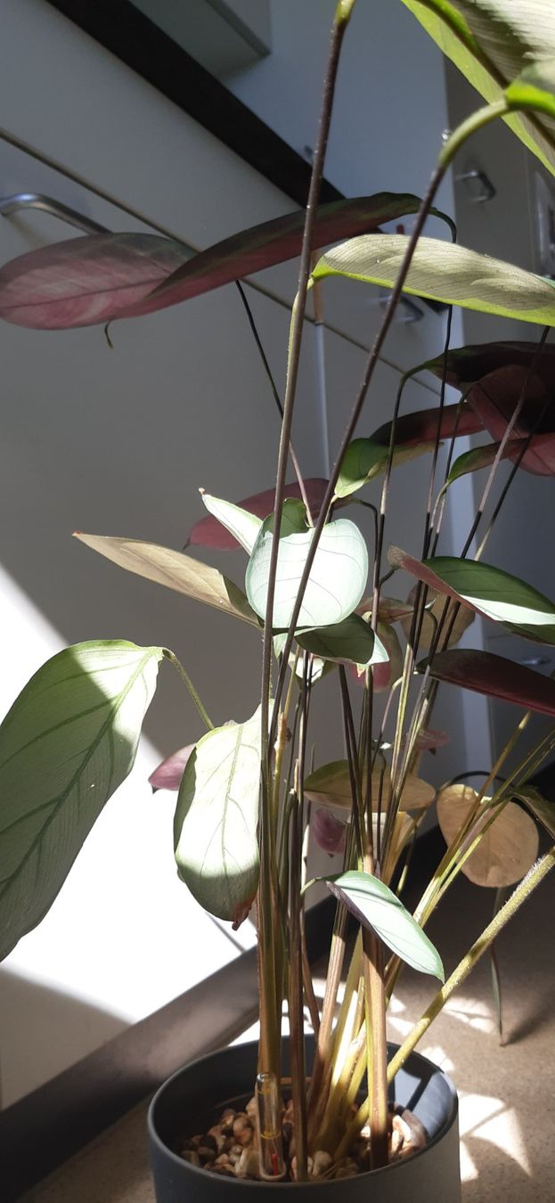 Piante & sementi: Schöne Calathea – Usato da Emmenbrücke venduto da Aya 2
