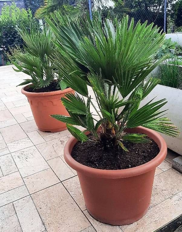 Piante & sementi: mediterrane Schönheit Palmen – Nuovo e nell'imballaggio originale da Eschenbach venduto da Alicekunst 1