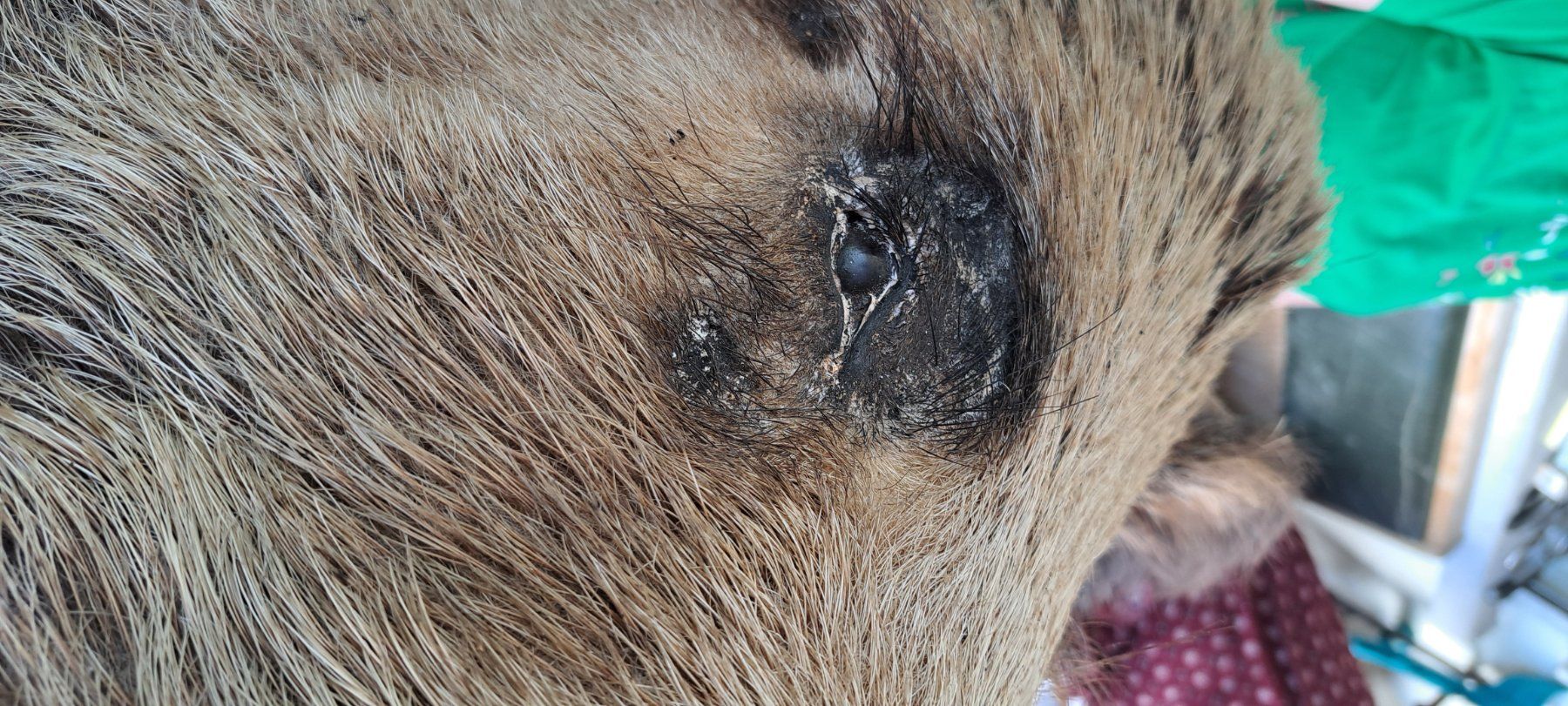 Welt der Tiere: Wildschweinkopf – Gebraucht aus Niederhasli von Mexa 3