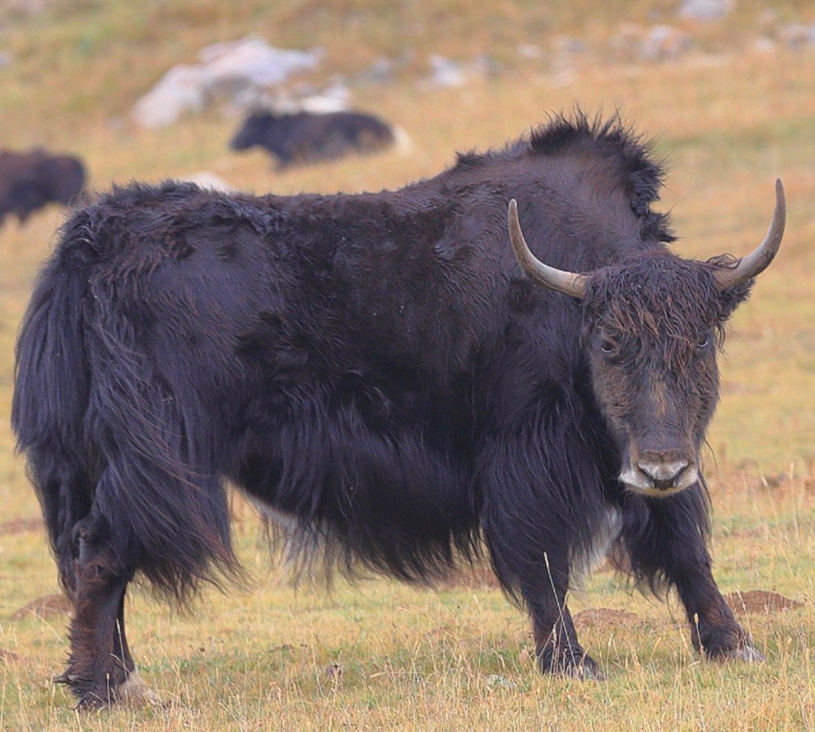 Monde des animaux: Schädel eines Yaks – D'occasion à Busswil b.Melchnau par lemmyfreakluc 3