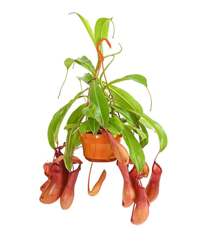 Nepenthes fleischfressende Pflanze Kaufen auf Ricardo