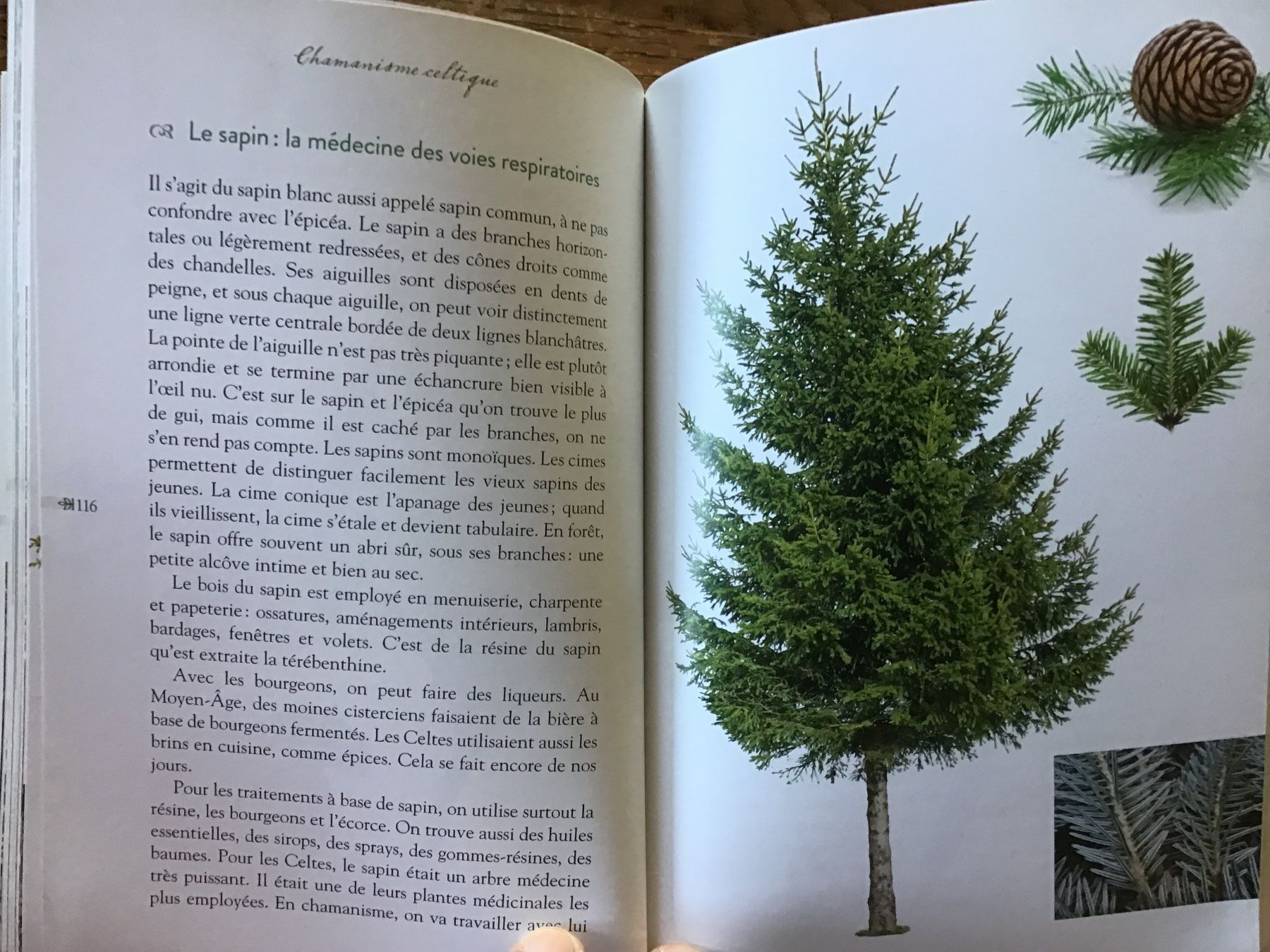 Livres: Chamanisme celtique, ces arbres nos maîtres – D'occasion à Fully par Ruby97 8