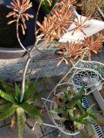 Riesen Aloe Blüte orange ausgewachsene Pflanze