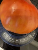 Graines de tomate cœur de bœuf