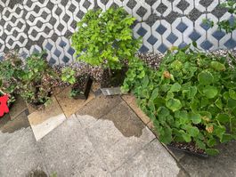 Diverse Bonsai-Bäume das Stück ab 500.- CHF und auch Zubehör