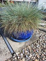 Gratis 2 grosse Blauschwingel