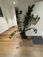 Zamioculcas Pflanze mit Topf grau