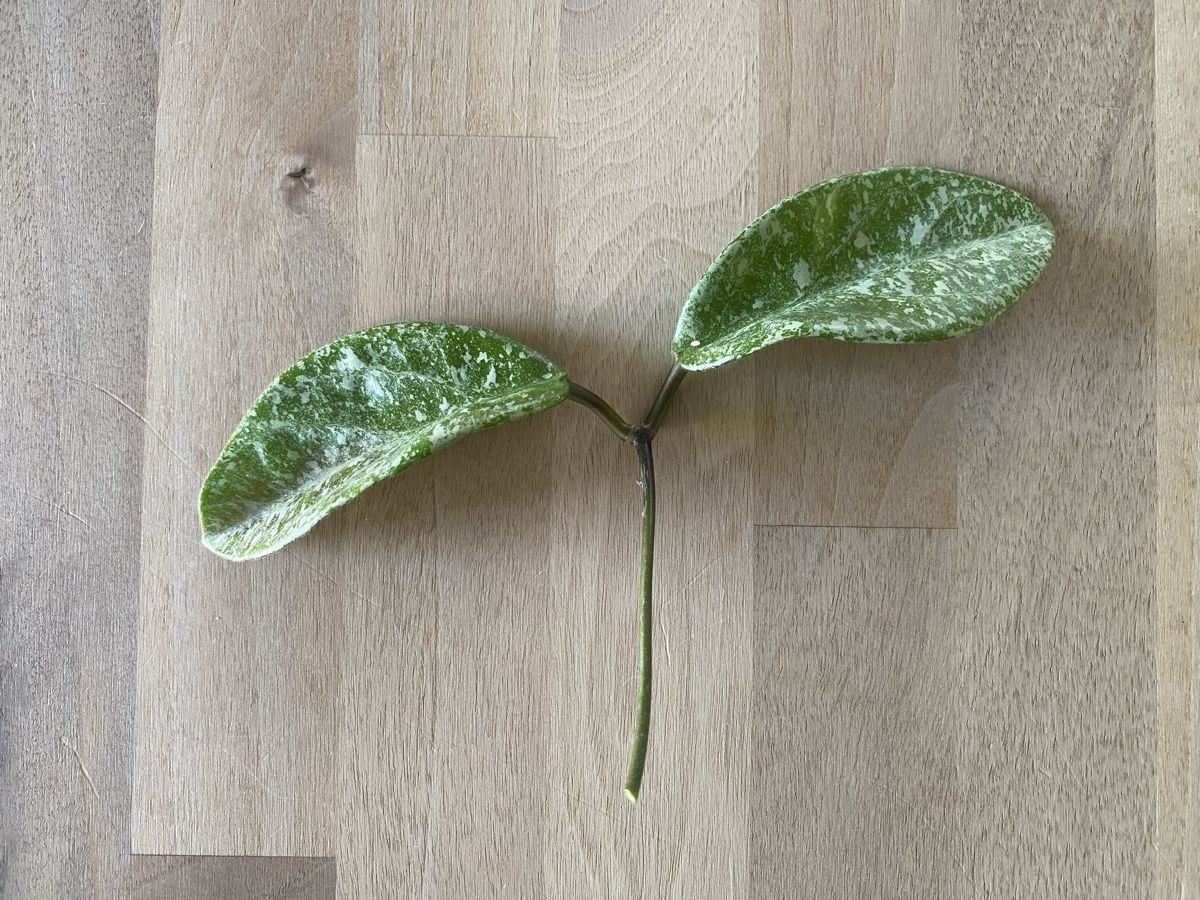 Plantes & graines: Ableger Hoya Nova Ghost – Neuf (Voir description) à Alchenflüh par smart-