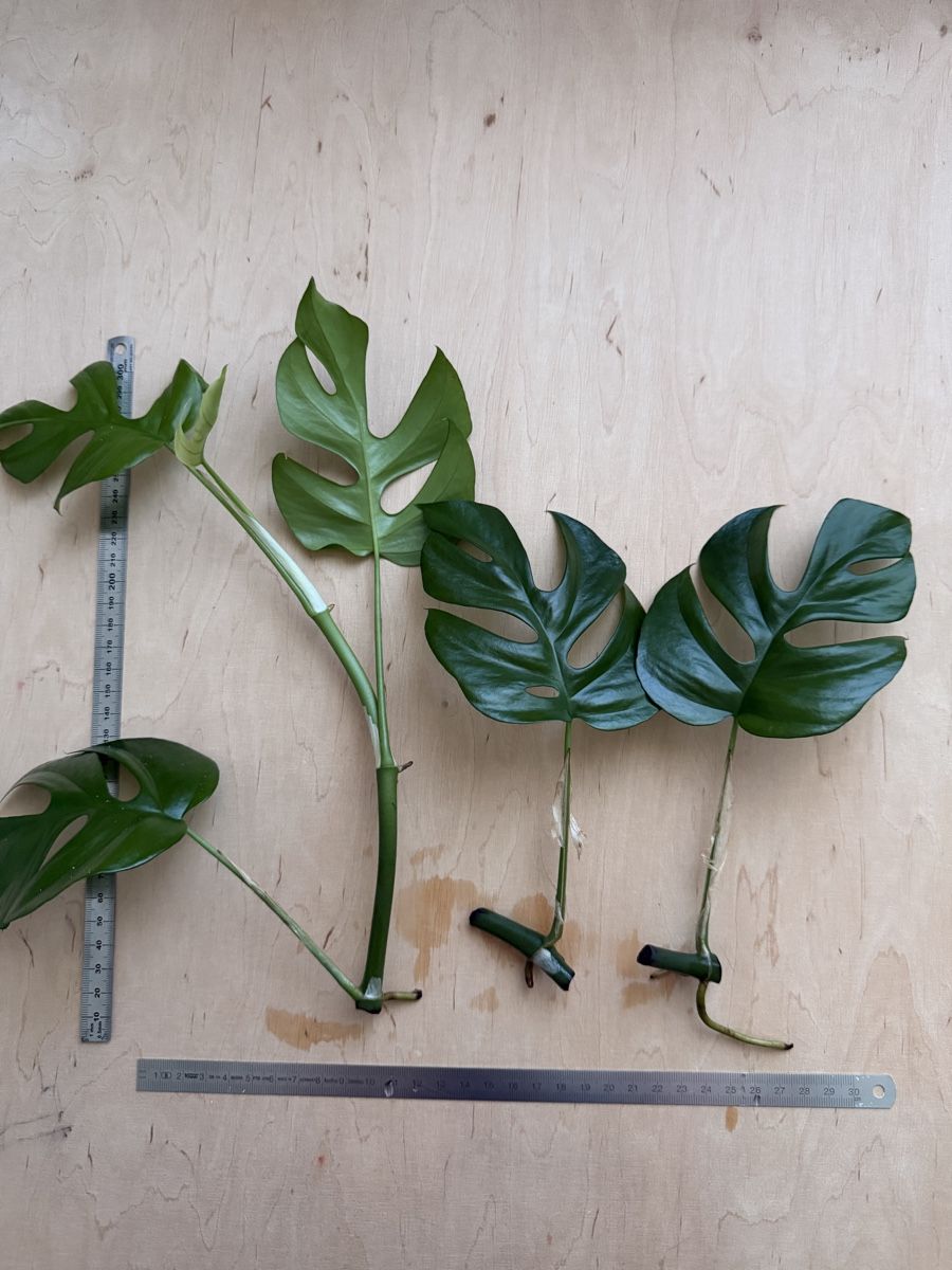 Piante & sementi: 3x Rhaphidophora tetrasperma Ableger – Usato da Zürich venduto da sha_m5hl