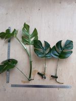 3x Rhaphidophora tetrasperma Ableger