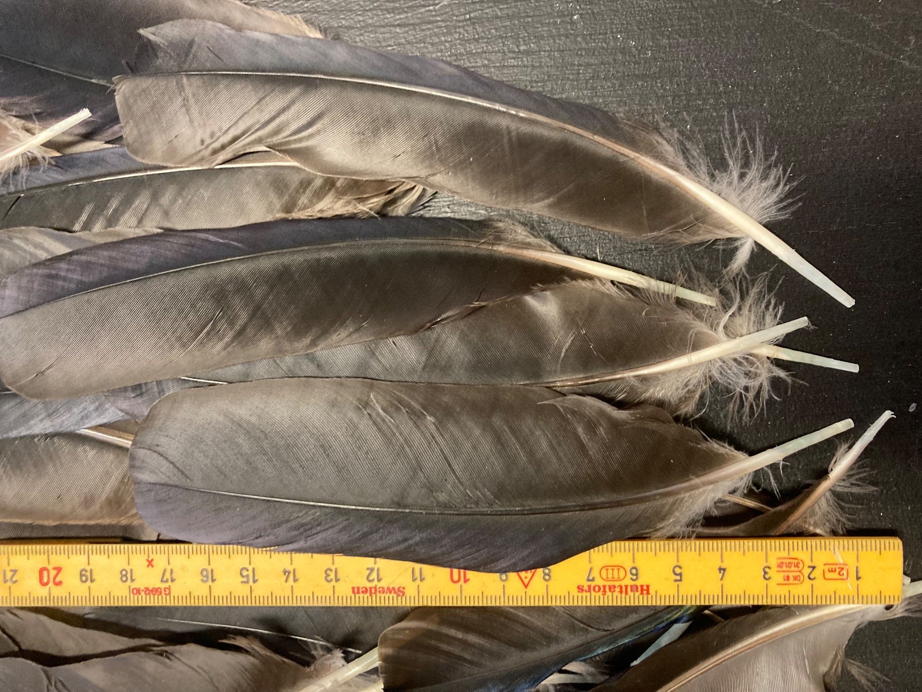 Welt der Tiere: Krähen Federn – Gebraucht aus Grosswangen von arum01