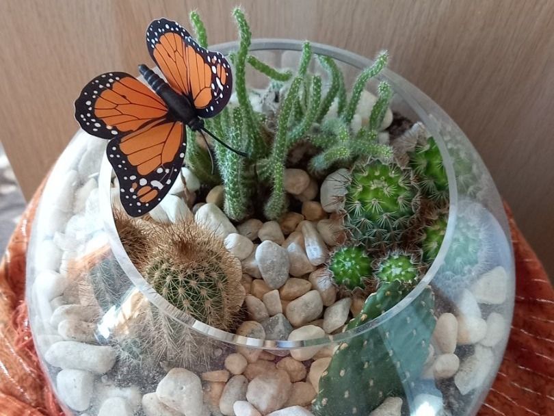 Kakteen im Glas Kaufen auf Ricardo
