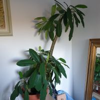 Spuckpalme