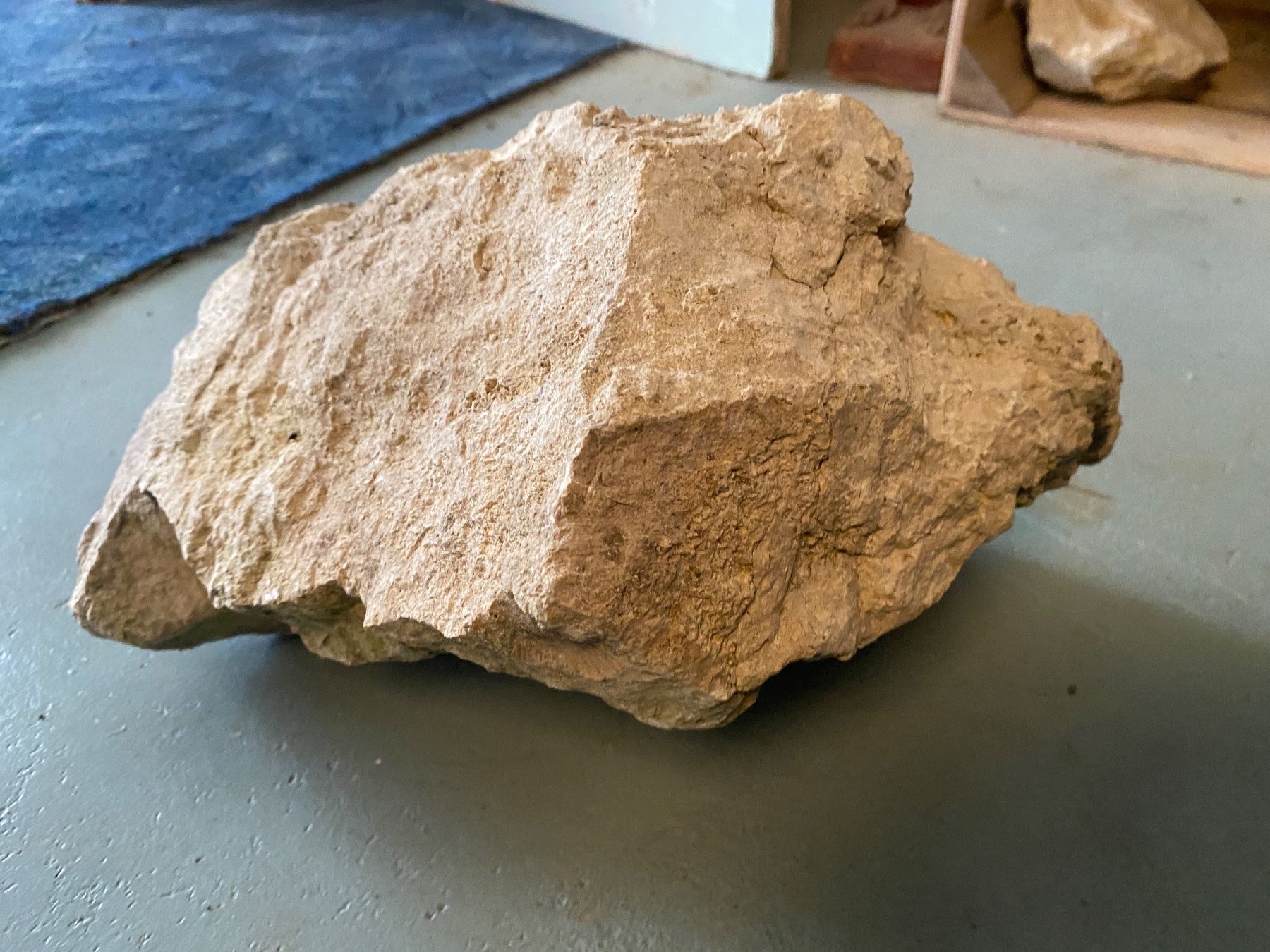 Fossili: Fossilienstufe Schweiz – Usato da Liestal venduto da Stephanoceras1 2