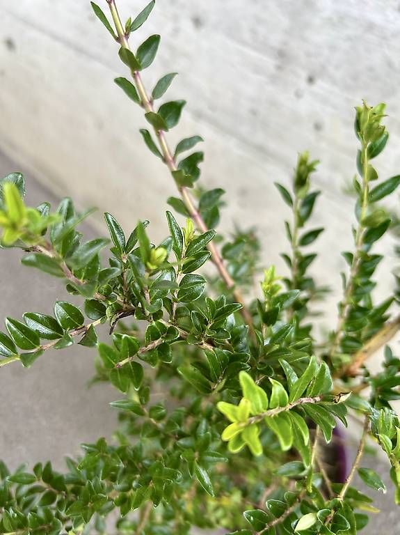 Plantes & graines: Immergrüne Heckenkirsche – D'occasion à Frauenfeld par Irene.Schuppli