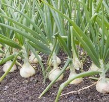 50 Samen Weiße Zwiebel = ALLIUM CEPA mit Bitter Geschmack