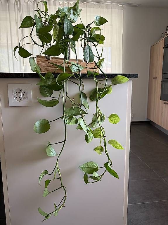 Plantes & graines: Efeutute "Marbel Queen" Stecklinge – D'occasion à Goldau par Geiger07 1
