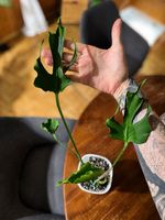 🌱 Monstera Uniiae – Eleganz in ihrer schönsten Form 🌱