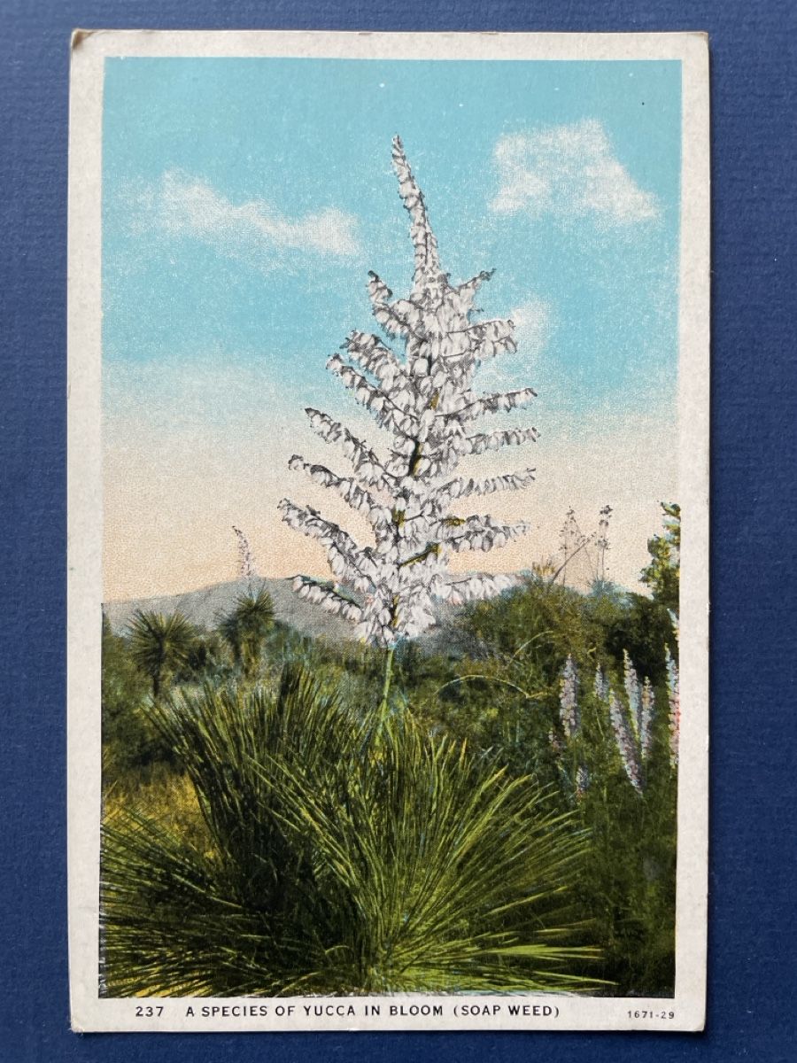 Cartoline postali: Originale Vintage Ansichtskarte Yucca Bloom Phoenix, Arizona – Usato da Neuhausen am Rheinfall venduto da Arielle55