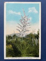 Originale Vintage Ansichtskarte Yucca Bloom Phoenix, Arizona