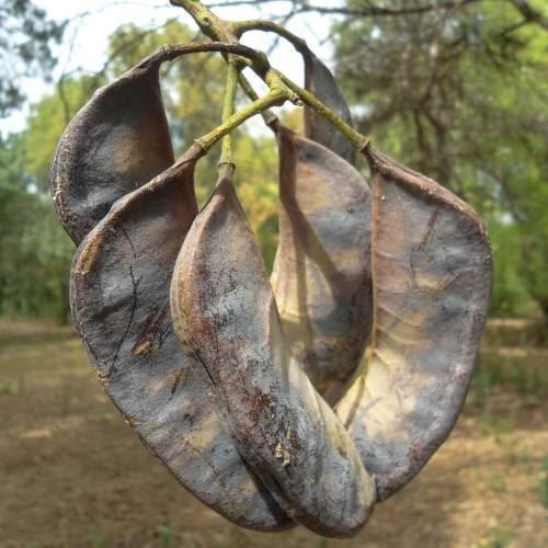 Pflanzen & Samen: Arbre à café du Kentucky PLANTE RARE – Gebraucht aus Bremblens von FIBONACCI369