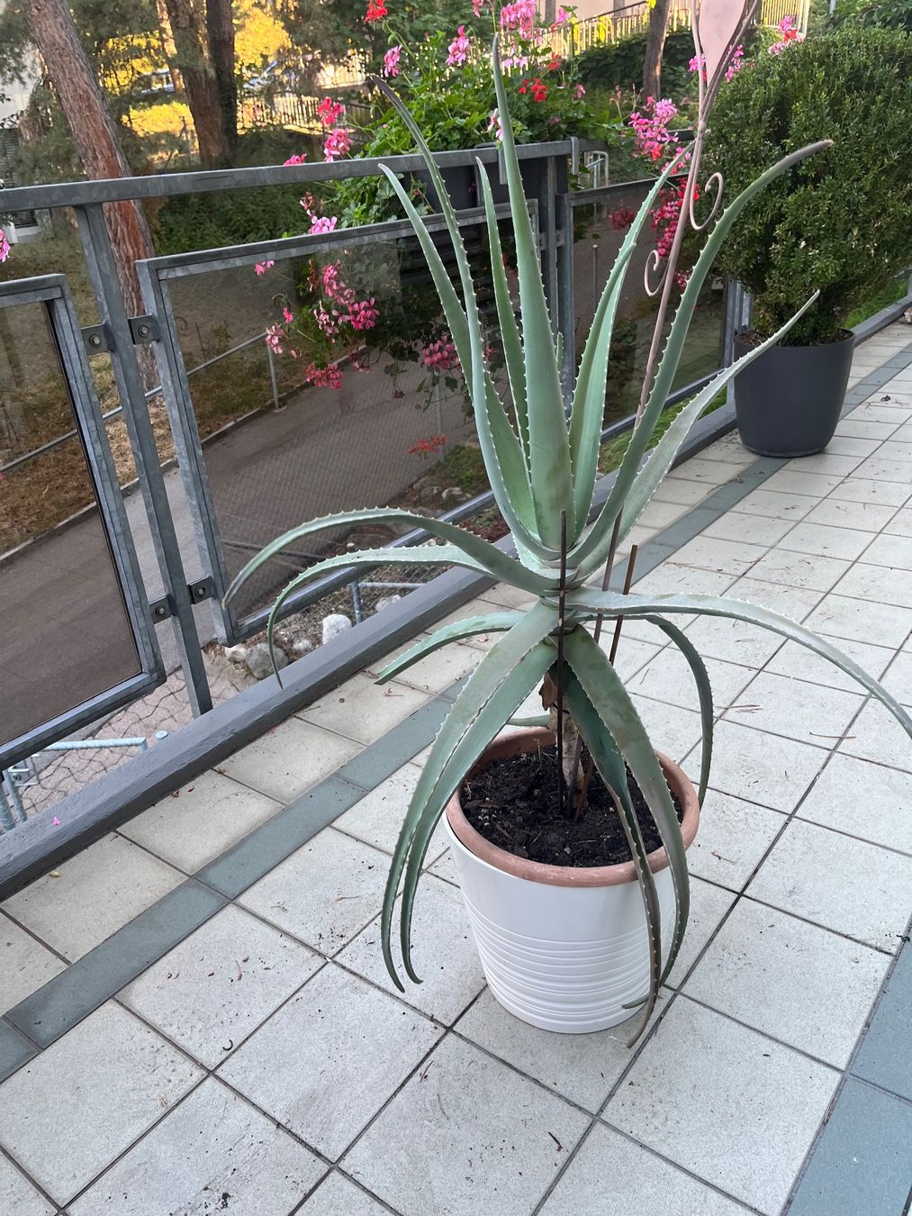 Piante & sementi: Kaktus Höhe 110 cm – Usato da Zürich venduto da anschneeberger 1