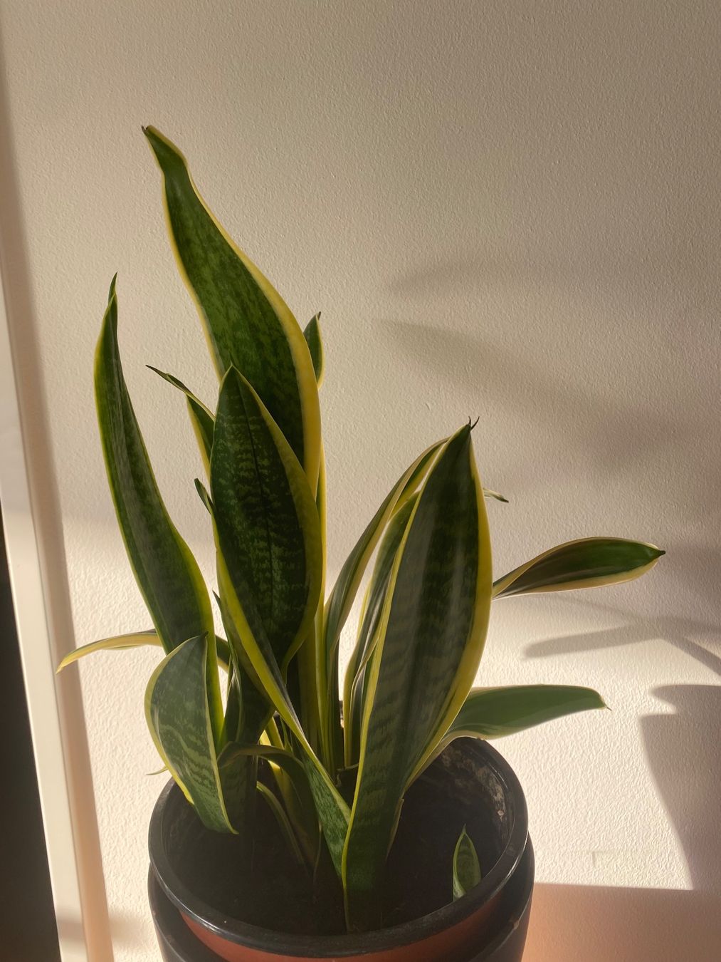 Piante & sementi: Schöne, kräftige Sansevieria / Bogenhanf – Nuovo (secondo la descrizione) da Luzern venduto da Felicita_26 1
