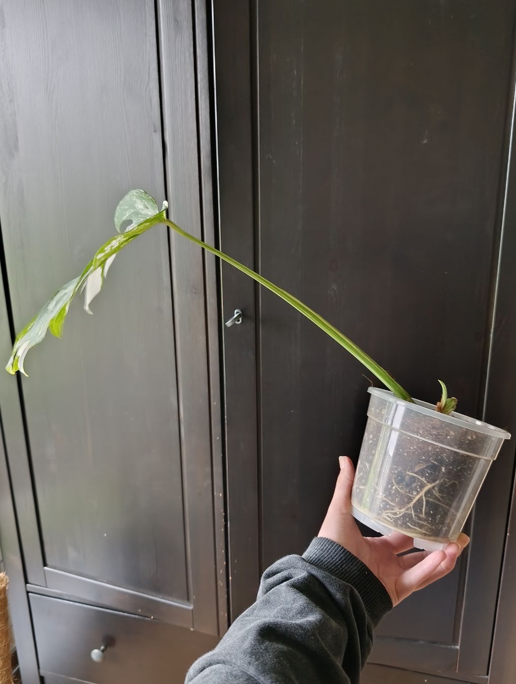 Pflanzen & Samen: Monstera Variegata  – Gebraucht aus Baar von L.isa28 1