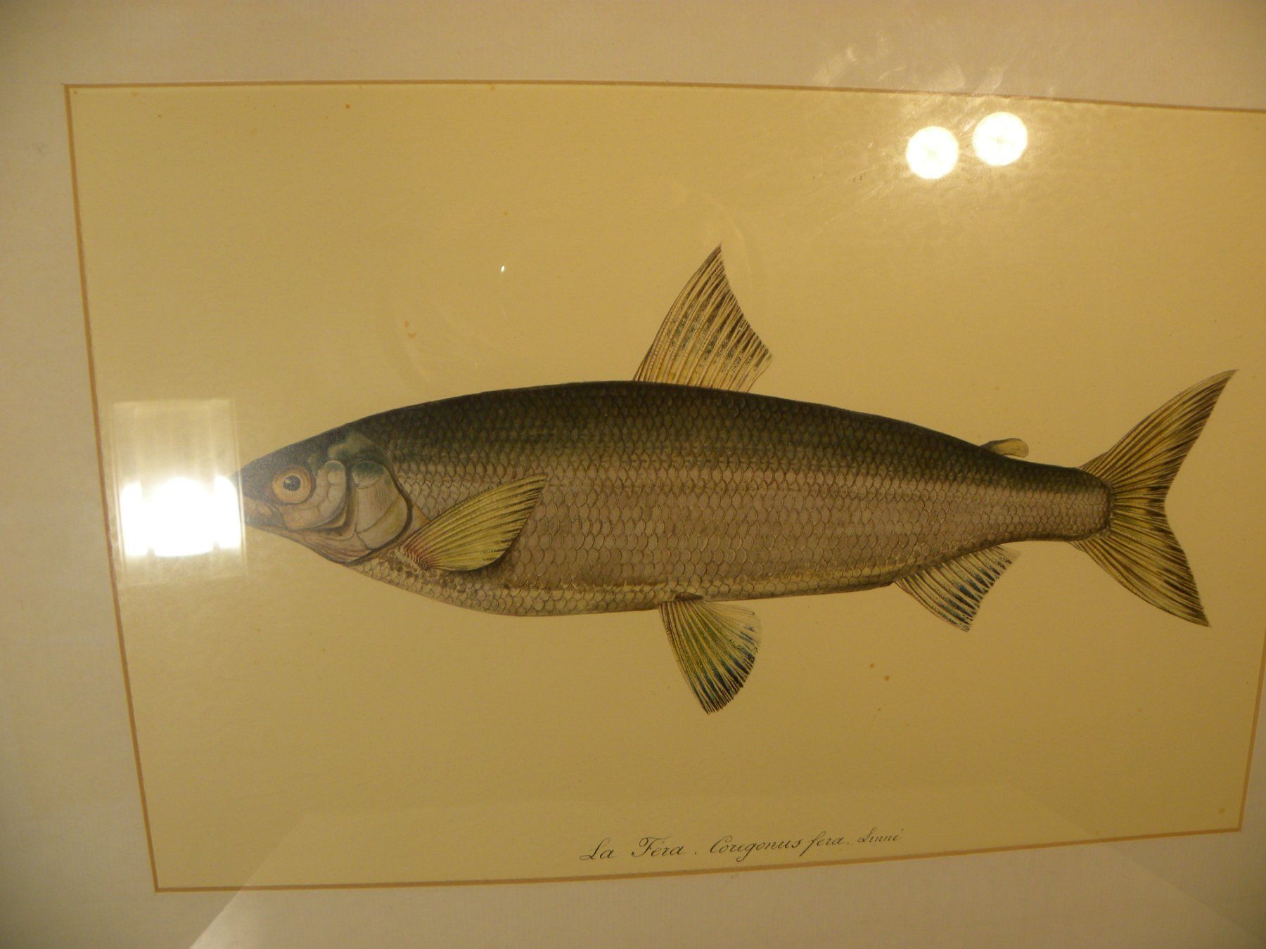 Grafica & Litografie: Originale Fisch-Lithographie (Felche) von Linné gerahmt – Usato da Reinach venduto da Taysalmon 2