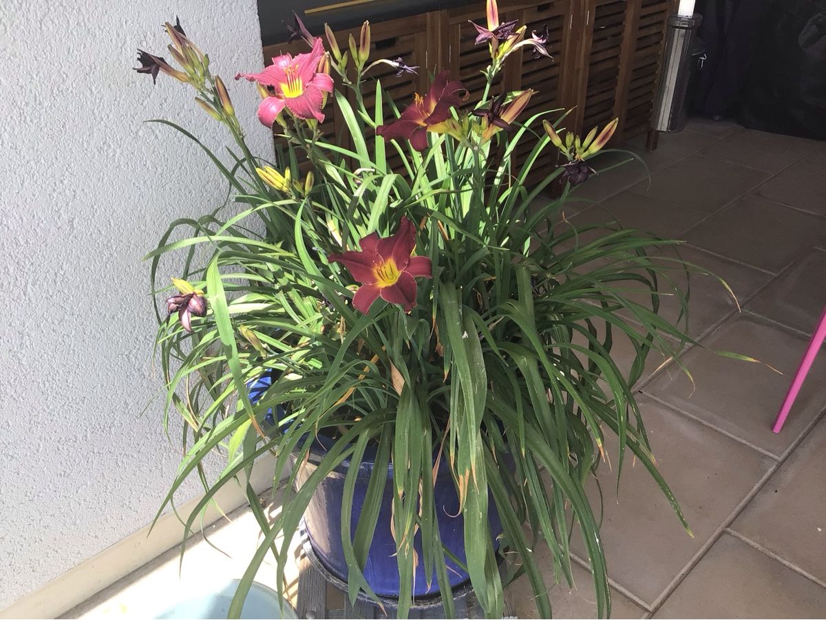 Piante & sementi: Große Blumentopf mit pflanzen  – Usato da Herrenschwanden venduto da amatista