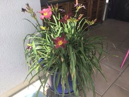 Große Blumentopf mit pflanzen 