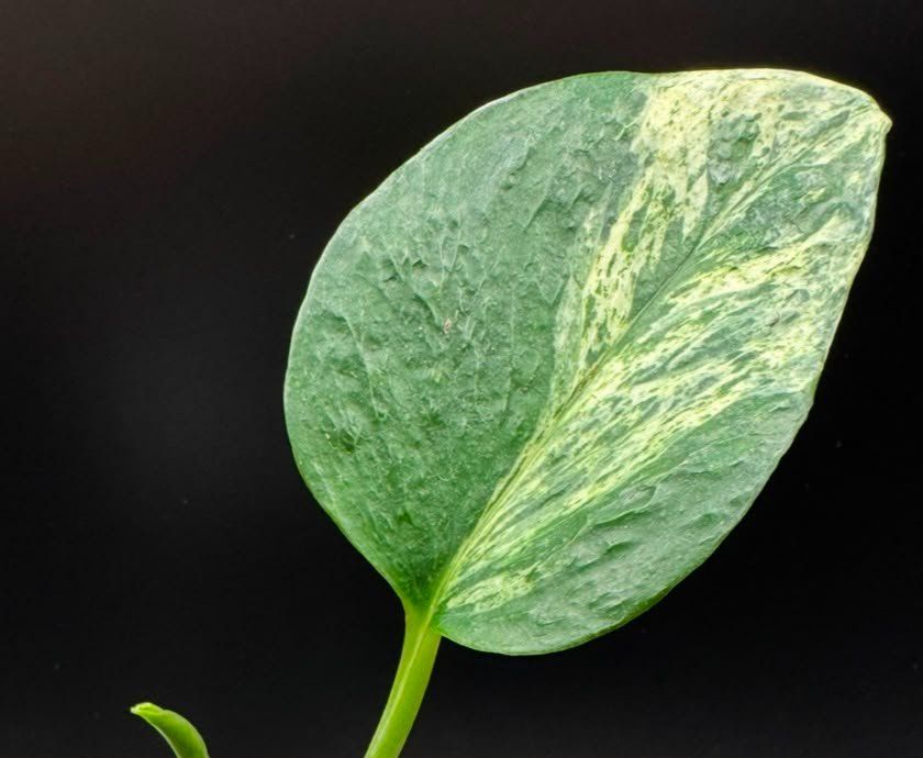 Piante & sementi: Epipremnum aureum 'Teruno Grace' in Semihydro – Nuovo (secondo la descrizione) da Bühler venduto da googelibear 7
