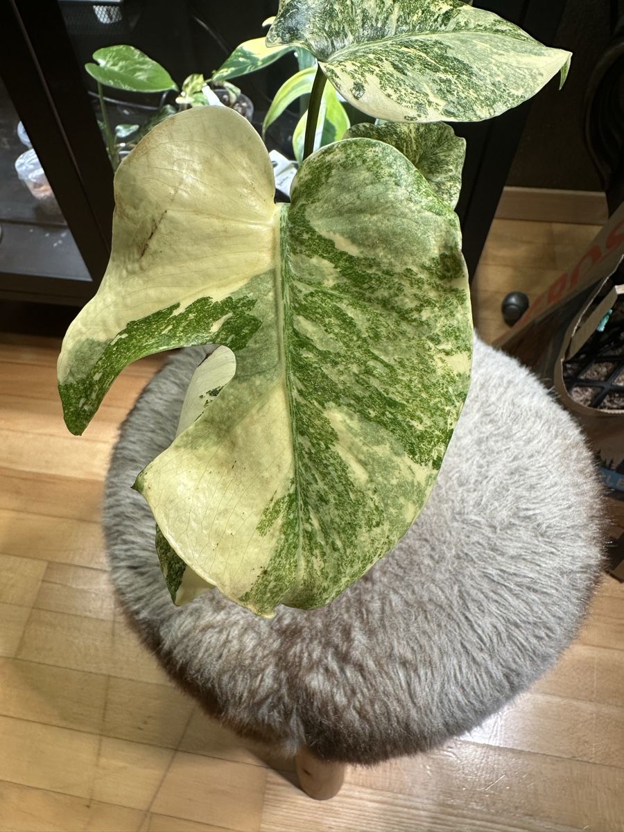 Piante & sementi: 💛Monstera Legacy💛 – Usato da Bülach venduto da Nanuk123 1