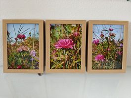 Farbfotografie Blumen, drei Bilder