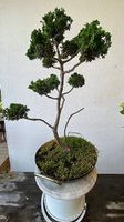 Muschelzypressen - Bonsai