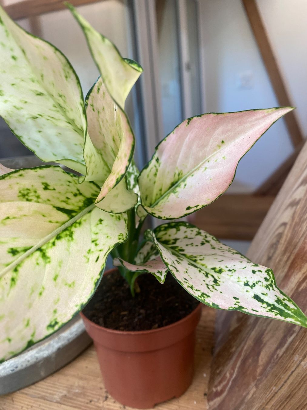 Piante & sementi: Aglaonema Rosy – Usato da Bützberg venduto da moeide 2