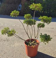 Ilex crenata „Convexa“ - schön und gesund