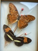 2 Schmetterlinge