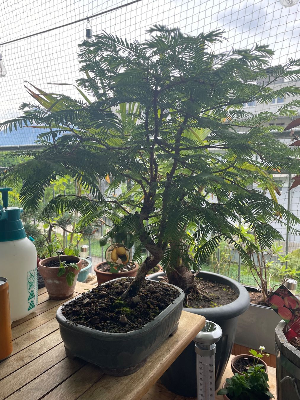 Piante & sementi: Urweltmammutbaum Bonsai – Usato da Thun venduto da Pesche555 3
