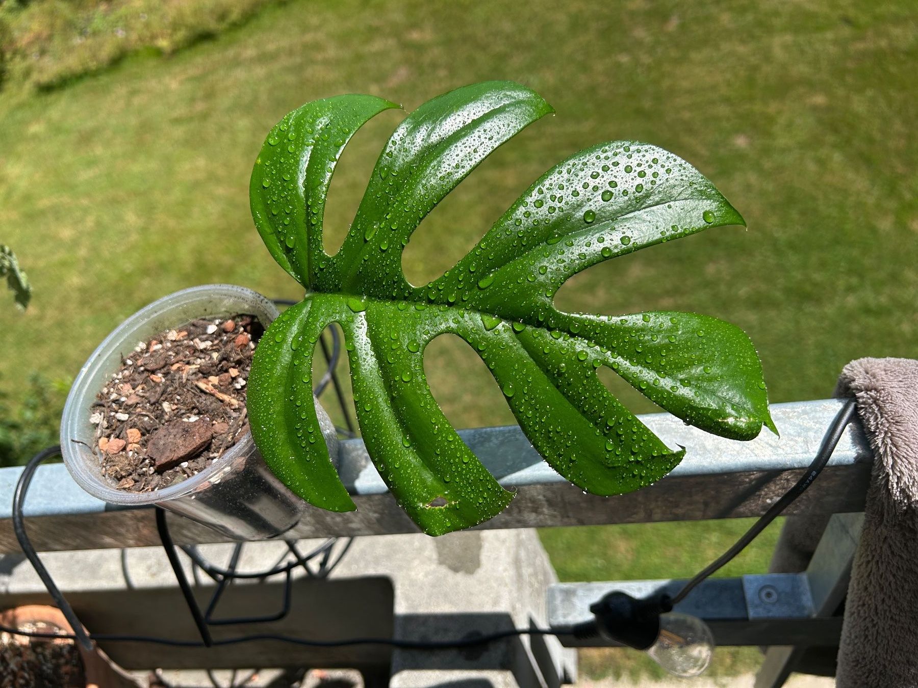 Monstera Minima, grosser gesunder steckling (Neu und originalverpackt) in  Gmligen fr CHF 10  nur Abholung auf Ricardo kaufen