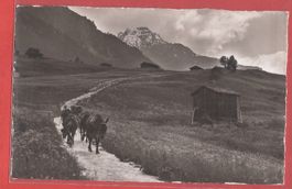 Grächen - Maultierpost - Fotokarte Gyger 1944