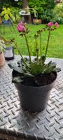 Blühende Pflanze für Garten & Balkon im Sommer