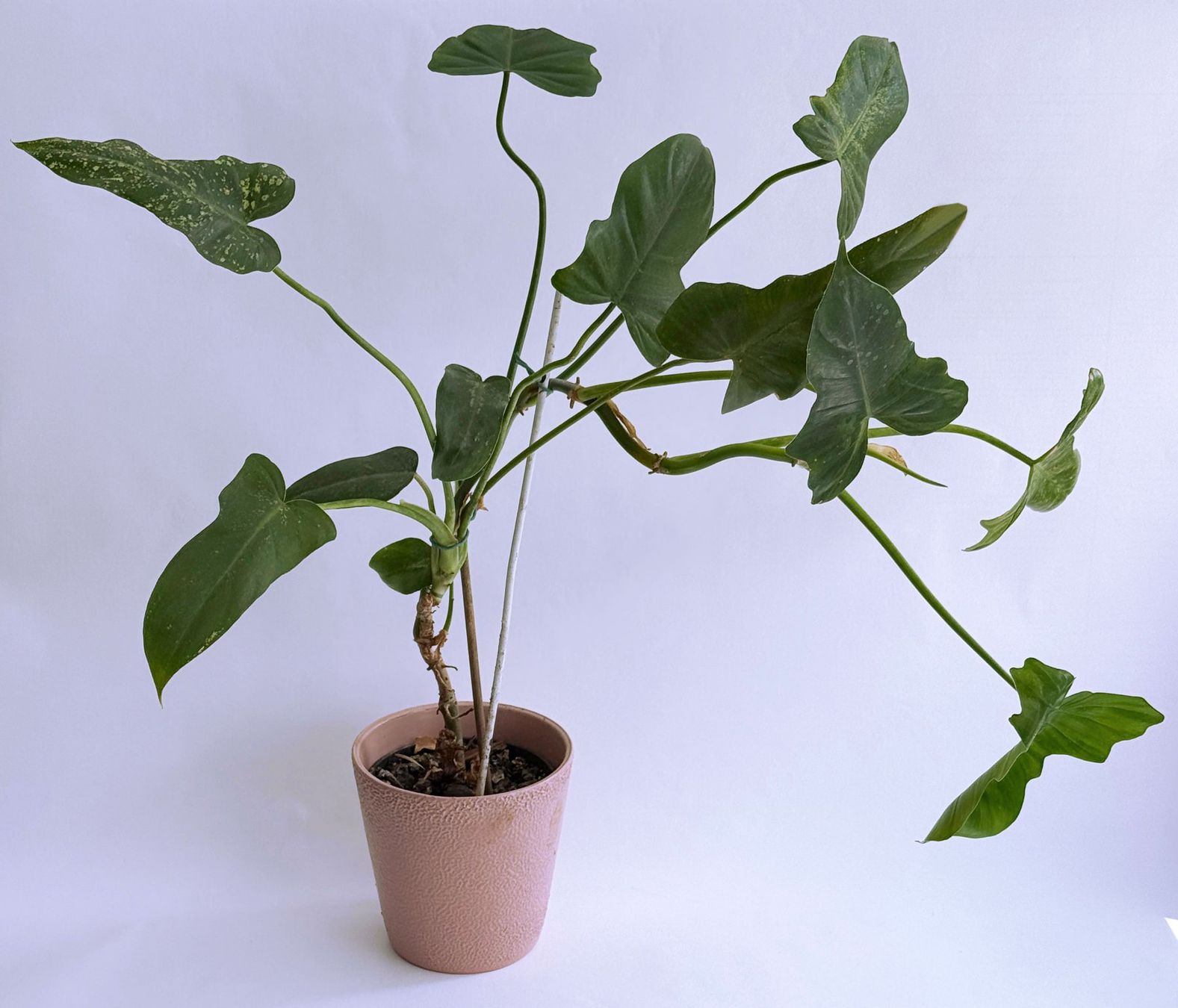 Piante & sementi: PHILODENDRON*GOLDEN DRAGON***** – Nuovo (secondo la descrizione) da Dübendorf venduto da Orchid18 2